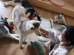 -Husky Go! 哈士奇体验馆·宠物咖啡厅狗咖