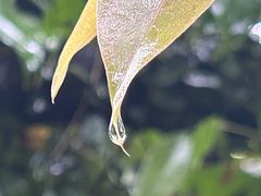 -旅马餐厅(茅家埠店)