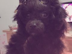 艾咪宠物店-艾咪宠物店(长宁支路店)