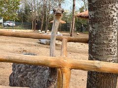 -大连森林动物园