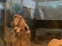 -清迈夜间动物园