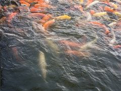 -珠海圆明新园