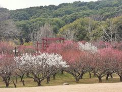 -苏州上方山国家森林公园
