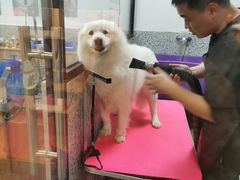 -小呆的宠物店·宠物售卖·宠物寄养(城西店)