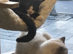 -猫大福·Fortune Cat猫舍(百子湾店)