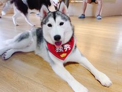 -Husky Go! 哈士奇体验馆·宠物咖啡厅狗咖
