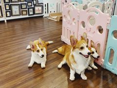 -柯斗斗主题餐厅·狗咖·围炉煮茶·茶饮(国瑞升平里店)