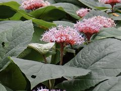 -西湖风景区-江洋畈生态公园