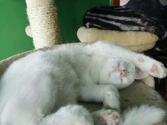 -喵店&猫咖