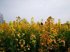-八卦田遗址公园