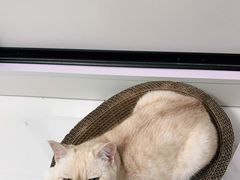 -瑞鹏宠物医院犬猫全科(真大分院)