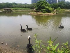 -顺峰山公园