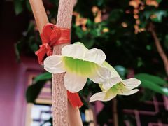 -天津市峰山药王古寺