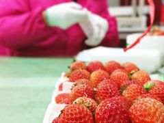 -建德果蔬乐园绪塘草莓基地