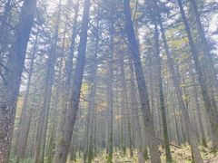 -芦芽山旅游度假区