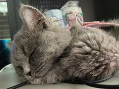 -喵zoo家庭繁育猫舍(尖东智能花园店)