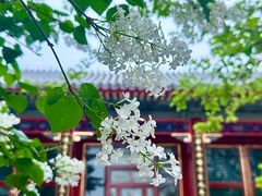 -颐和园
