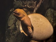 -珠海长隆海洋王国