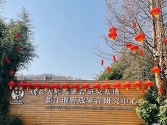 -都江堰中华大熊猫苑