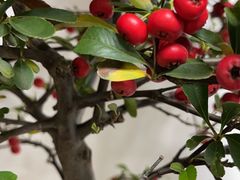 -金陵花卉交易市场