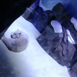 上海游玩攻略之海昌海洋公园