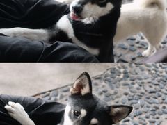 -柴犬高等学院·狗咖·柴犬售卖·宠物训练