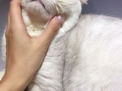 -集宠猫柠宠物生活馆