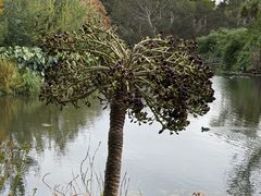 -墨尔本皇家植物园