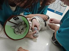 -小伙伴宠物医院•急重症转诊中心·老年专科·犬猫全科(北大街总院)