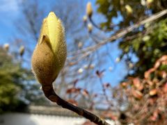 -上海佘山国家森林公园天马山园