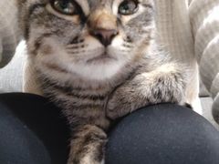 -pd派德宠物中心医院24H急重症·眼科中心·血液透析中心(嵩山北路店)