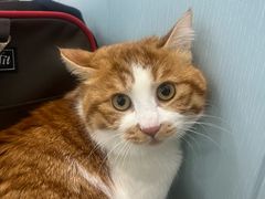 -纳吉亚猫专科动物诊疗中心(蒋宅口分院)