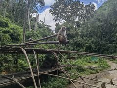 -西双版纳原始森林公园