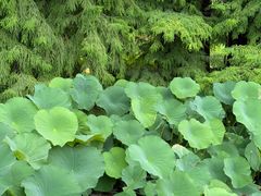 -白塘生态植物园