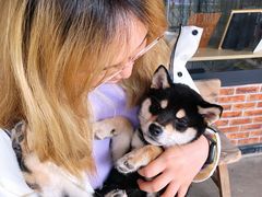 -柴犬高等学院·狗咖·柴犬售卖·宠物训练