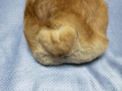 -萌兽医馆·眼科·异宠专科(三里屯店)