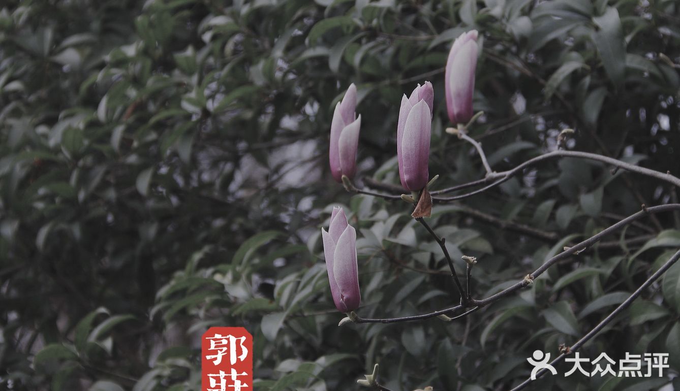 端友别墅🏡莫说杭州无园林！