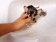 -Husky Go! 哈士奇体验馆·宠物咖啡厅狗咖