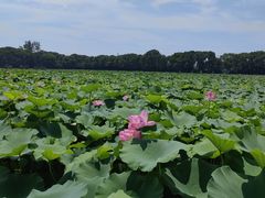 -荷塘月色湿地公园·向阳花洲