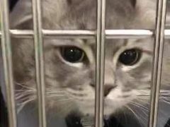 -爱诺耐芙动物医院(万博店)