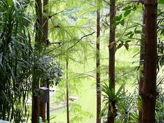 -深圳仙湖植物园