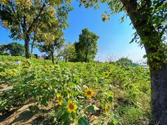 -杭州湾海上花田景区