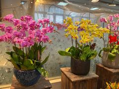 -双季花艺园艺市场(浦东店)