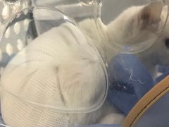 -瑞派雷欧宠物医院·中兽医·眼科·急重症转诊中心(黄台店)