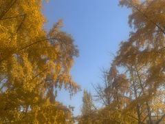-三里屯东五街银杏大道