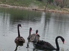 -昆山城市生态森林公园
