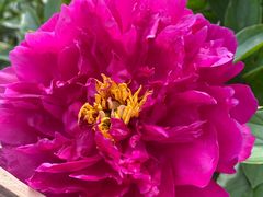 -黑龙江省森林植物园