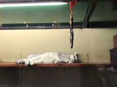 -猫咪博物馆(顶澳仔猫街店)