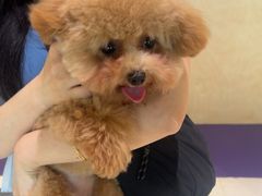 -帕帕拉兹宠物(亚洲旗舰店)