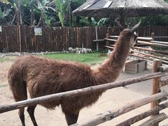 -泉州海丝野生动物世界